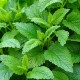 Melissa Organic